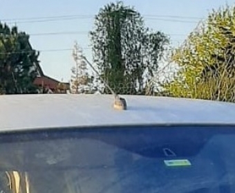 2009 model peugeot bipper 1.4 hdi çıkma radyo anteni