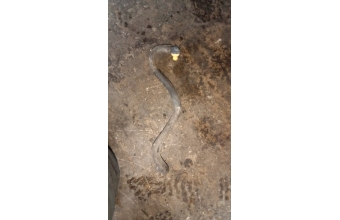 Fiat Albea benzinli vestanuz borusu