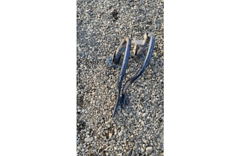 Fiat tempra bagaj Menteşeleri