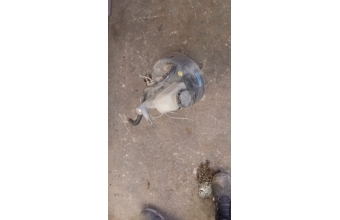 hyundai accent 1.3 ls yumurta kasa çıkma fren westinghouse