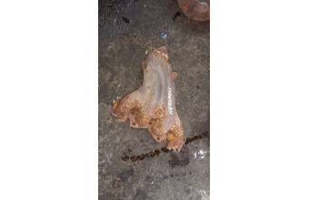 Kia klarus egzoz manifod