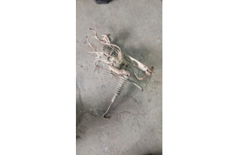 Renault 19 fren limitör